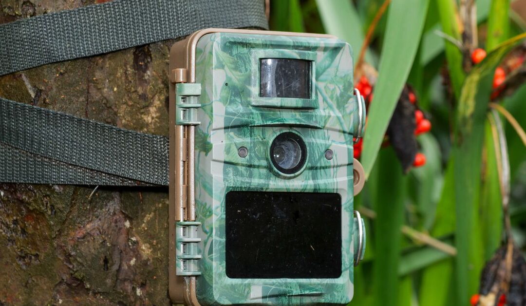 How to Choose the Right Trail Camera for Wildlife Photography & Fitness Motivation